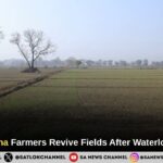 Kablana Farmers Revive Fields After Waterlogging