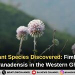 Discovery of new plant species Fimbristylis wayanadensis in Western Ghats