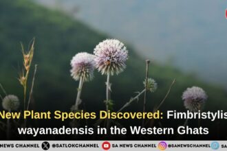 Discovery of new plant species Fimbristylis wayanadensis in Western Ghats