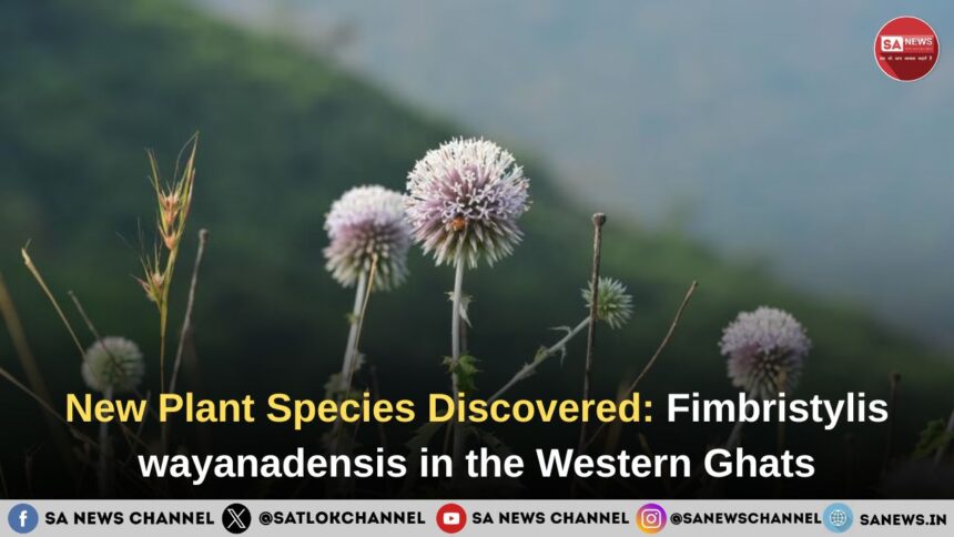 Discovery of new plant species Fimbristylis wayanadensis in Western Ghats