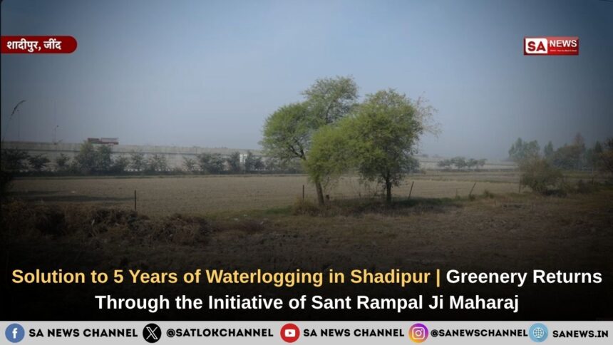 Solution to 5 Years of Waterlogging in Shadipur | Greenery Returns Through the Initiative of Sant Rampal Ji Maharaj