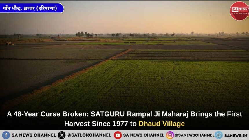 A 48-Year Curse Broken: SATGURU Rampal Ji Maharaj Brings the First Harvest Since 1977 to Dhaud Village
