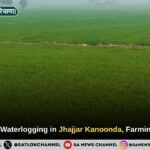 Relief from Waterlogging in Jhajjar Kanoonda village, Farming Resumes