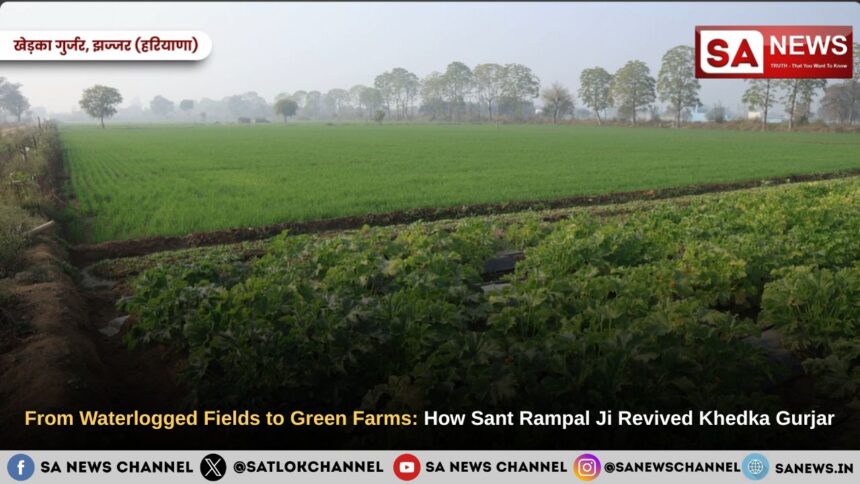 From Waterlogged Fields to Green Farms: How Sant Rampal Ji Maharaj Revived Khedka Gurjar