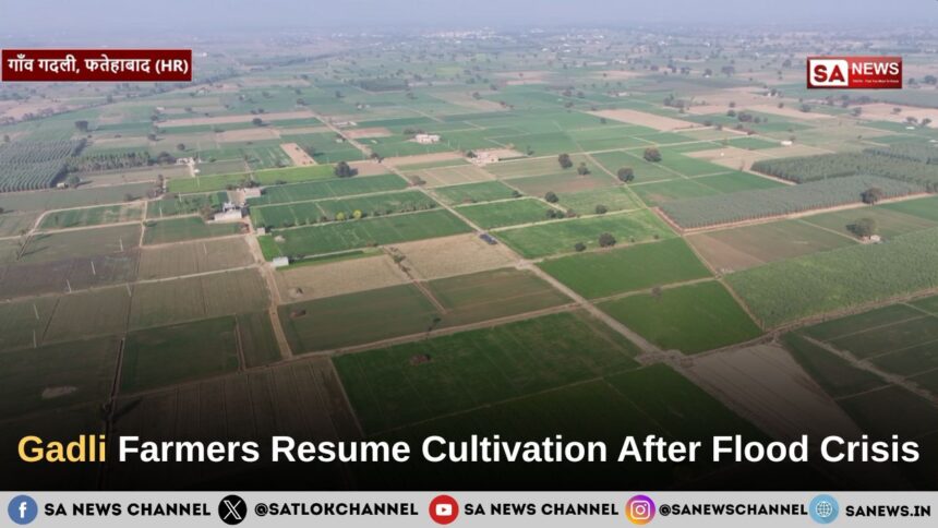 Gadli Flood Relief: Farmers Resume Wheat Cultivation in Fatehabad After Months of Waterlogging