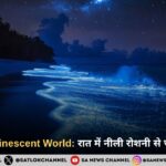 The Bioluminescent World: जब समंदर की लहरें रात के अंधेरे में नीली रोशनी से जगमगा उठती हैं