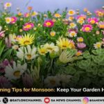 Effective Gardening Tips for Monsoon