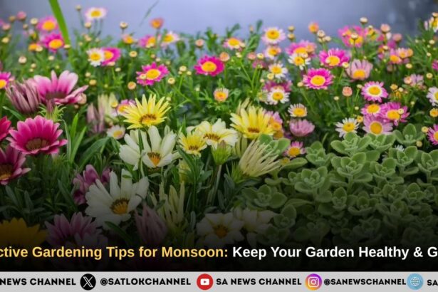 Effective Gardening Tips for Monsoon