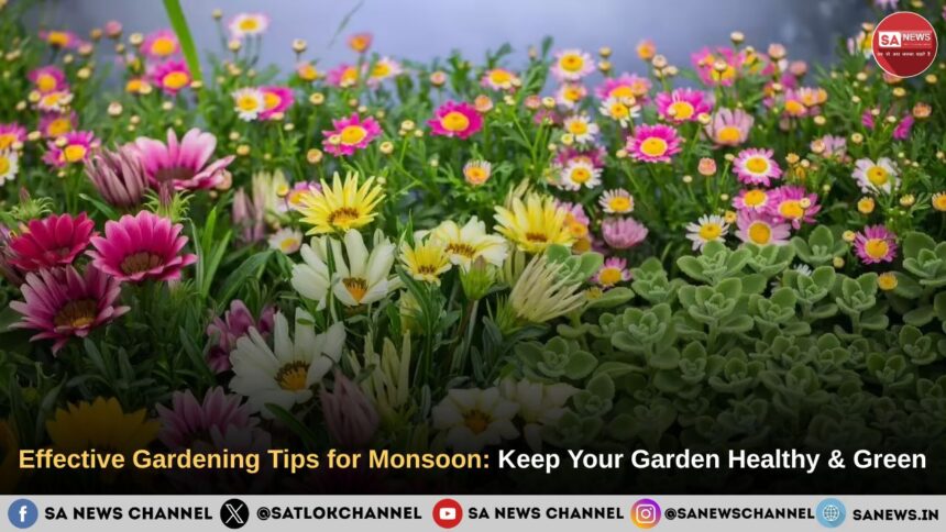 Effective Gardening Tips for Monsoon
