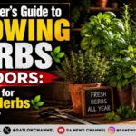 A Beginner’s Guide to Growing Your Own Herbs Indoors