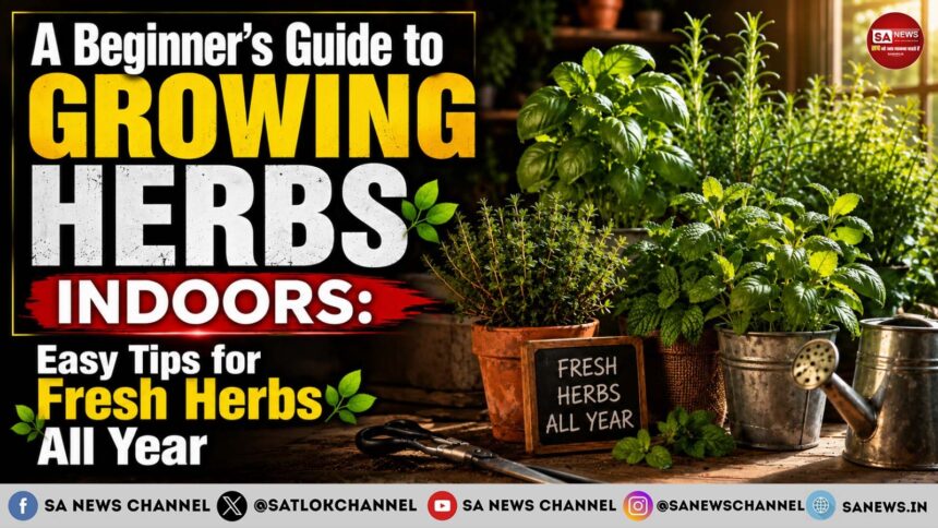 A Beginner’s Guide to Growing Your Own Herbs Indoors