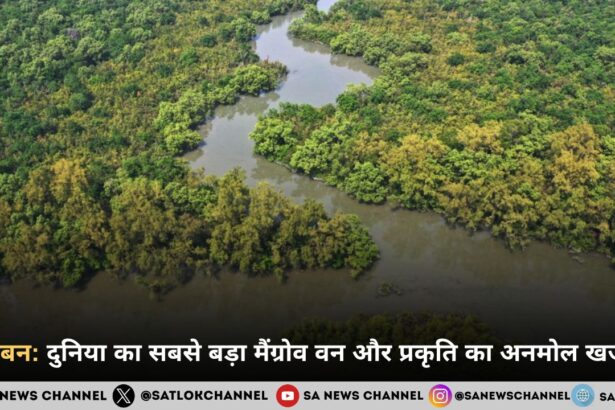 सुंदरबन: दुनिया का सबसे बड़ा मैंग्रोव वन और प्रकृति का अनमोल खजाना