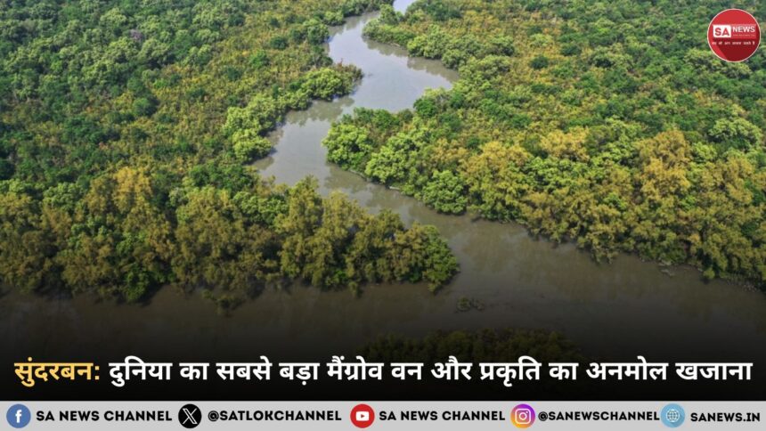 सुंदरबन: दुनिया का सबसे बड़ा मैंग्रोव वन और प्रकृति का अनमोल खजाना