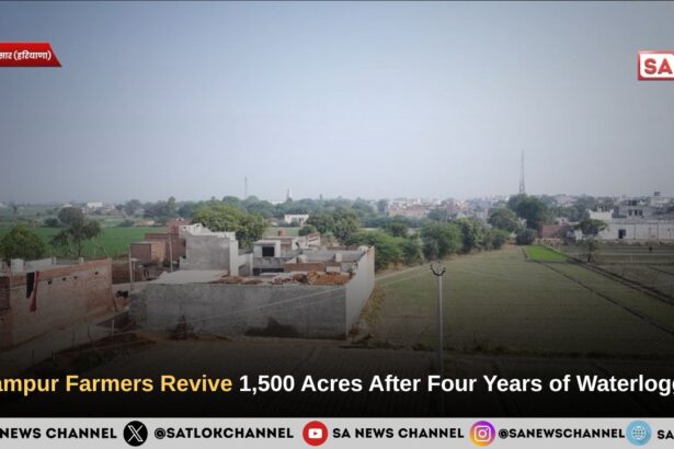 Green Returns to Fields Submerged for Four Years: Farmers in Adampur Smile Again