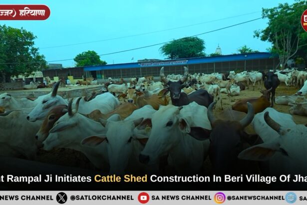Sant Rampal Ji Maharaj Sanctions Cattle Sheds in Beri Jhajjar