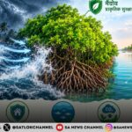 मैंग्रोव समुद्री तूफानों से कैसे बचाते हैं जानिए इनके फायदे